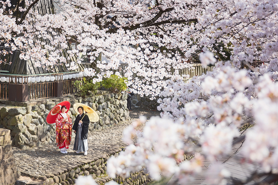 岐阜県大垣での和装前撮り撮影。桜満開の大垣市内の水門川での撮影