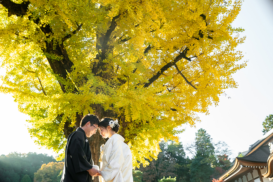 岐阜・中津川の永保寺での和装前撮り撮影。巨大なイチョウの木の下で撮影