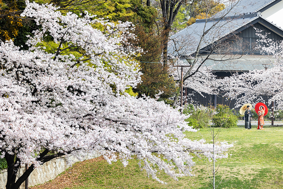 桜満開！名古屋城での和装前撮り撮影。