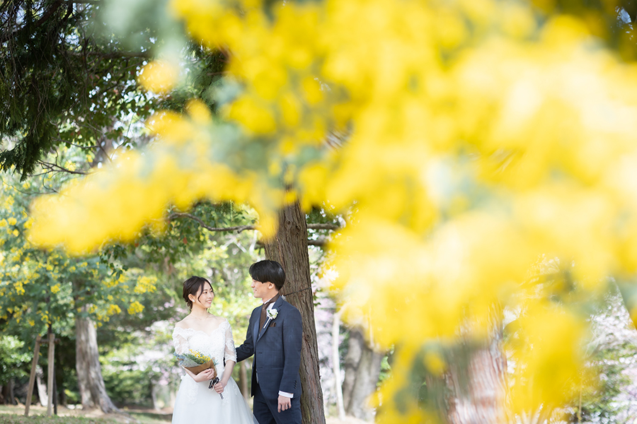 名古屋市でミモザ・桜とロケーション前撮り撮影
