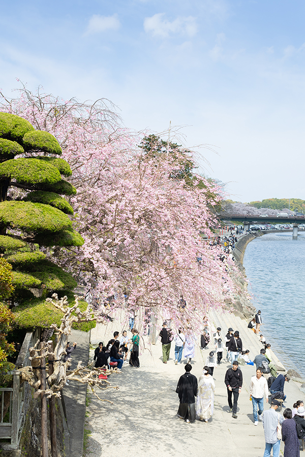三重県伊勢市での桜・和装前撮り撮影