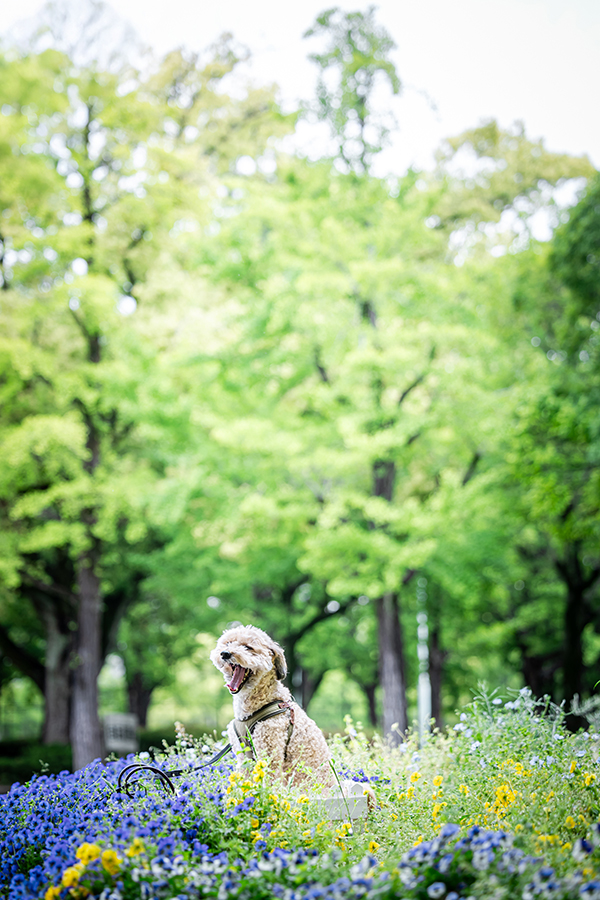 愛犬撮影。撮影中に大あくび
