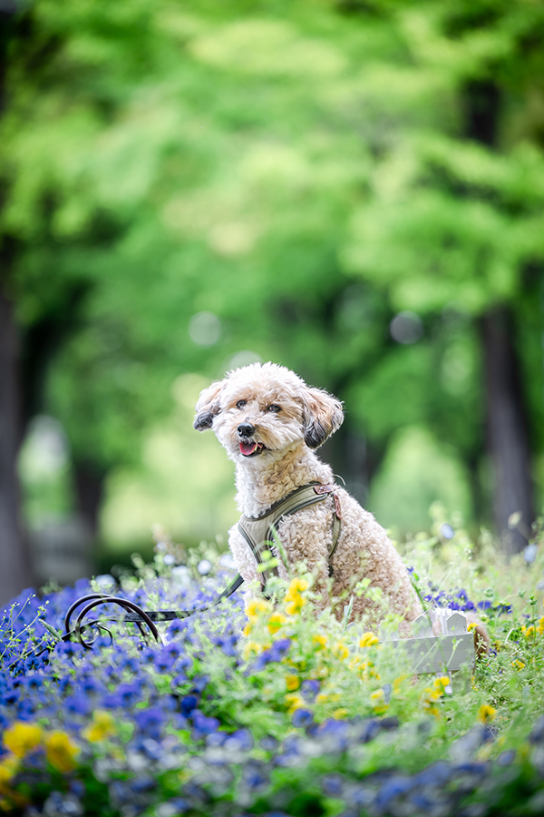 愛犬撮影。犬のいる暮らし