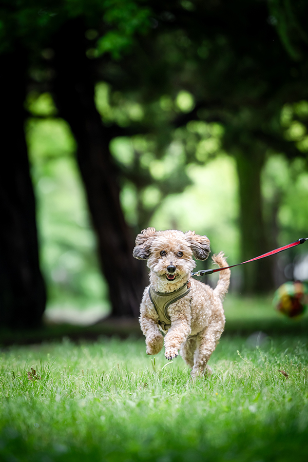 愛犬撮影。全力ダッシュ。飛んでる？