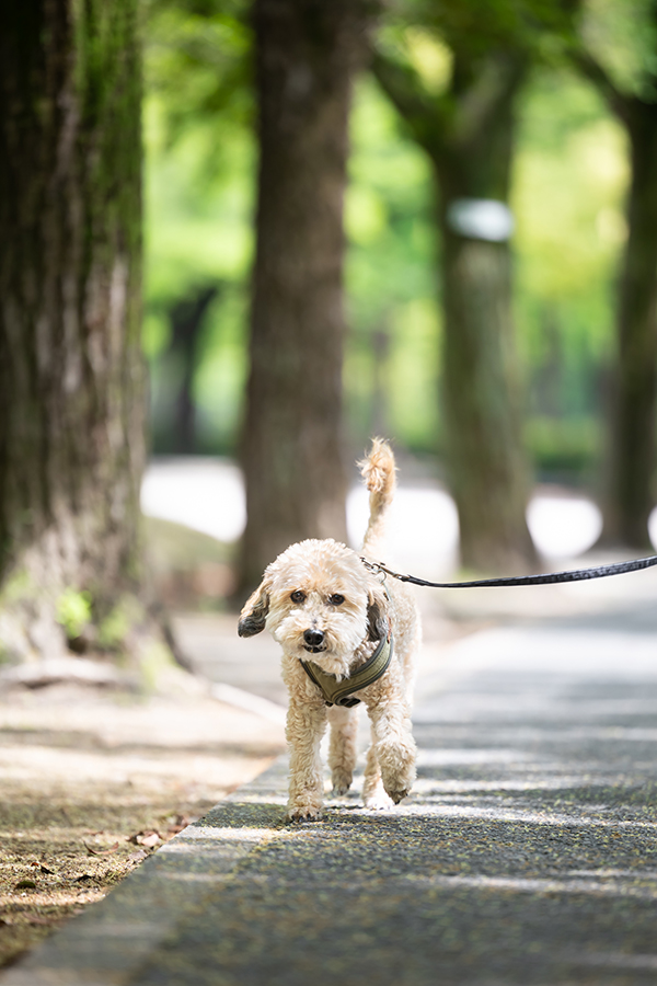 愛犬撮影。犬のいる暮らし。公園を散歩中