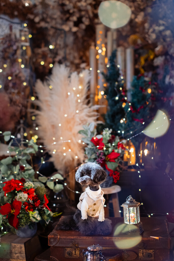 クリスマス撮影会